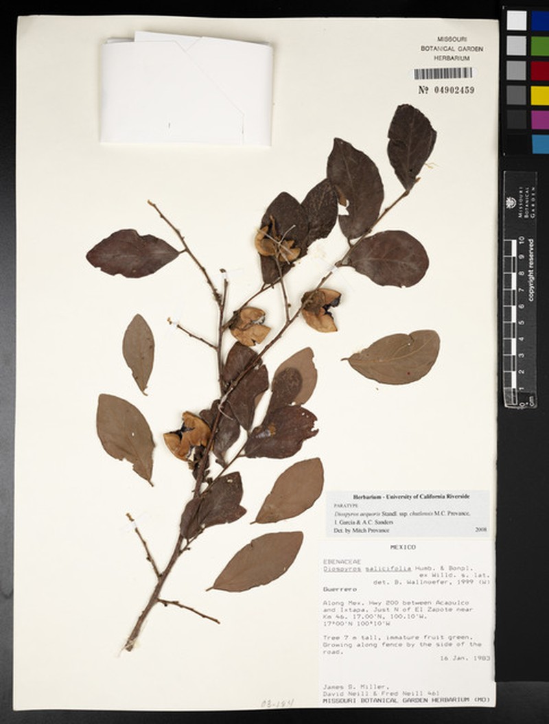 Diospyros aequoris subsp. chutlensis