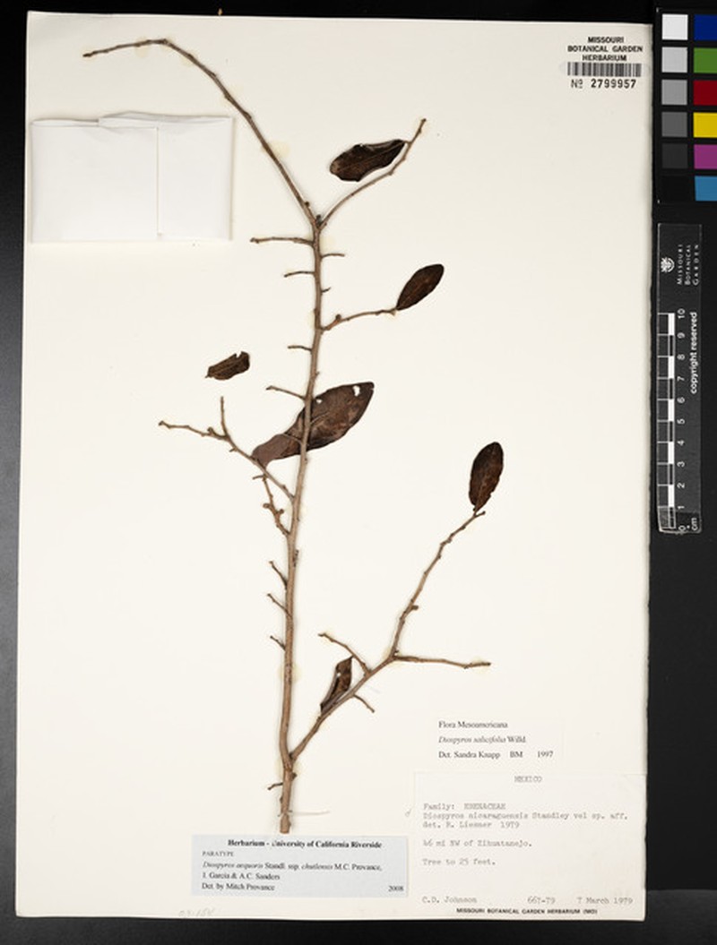 Diospyros aequoris subsp. chutlensis photo 2
