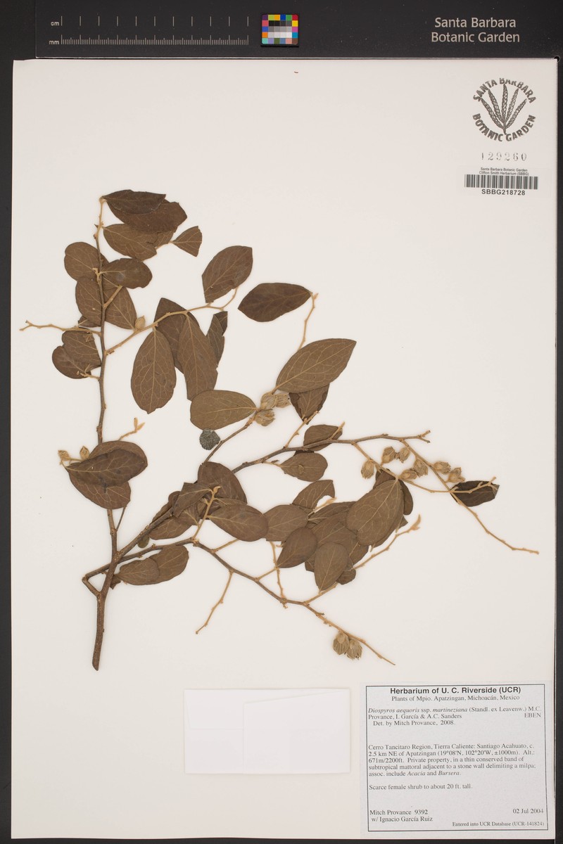 Diospyros aequoris subsp. martineziana