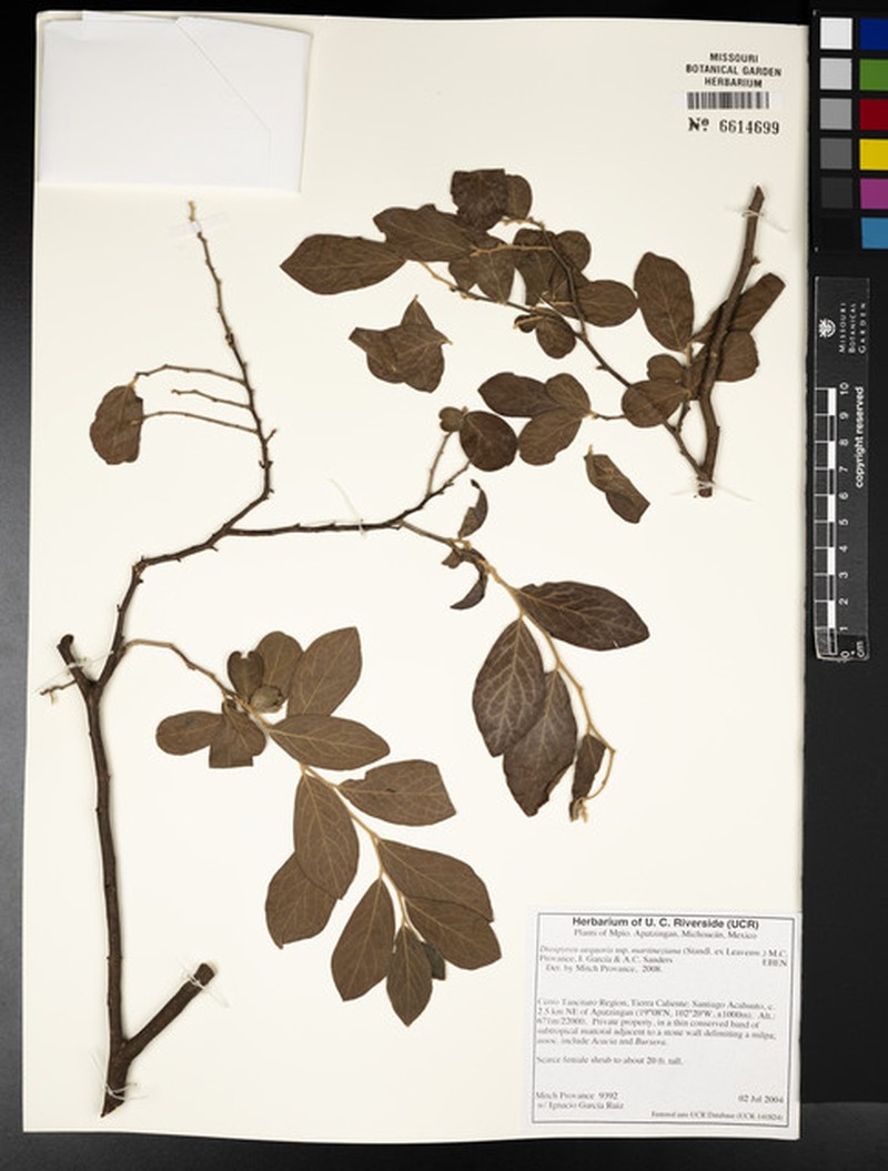 Diospyros aequoris subsp. martineziana photo 2