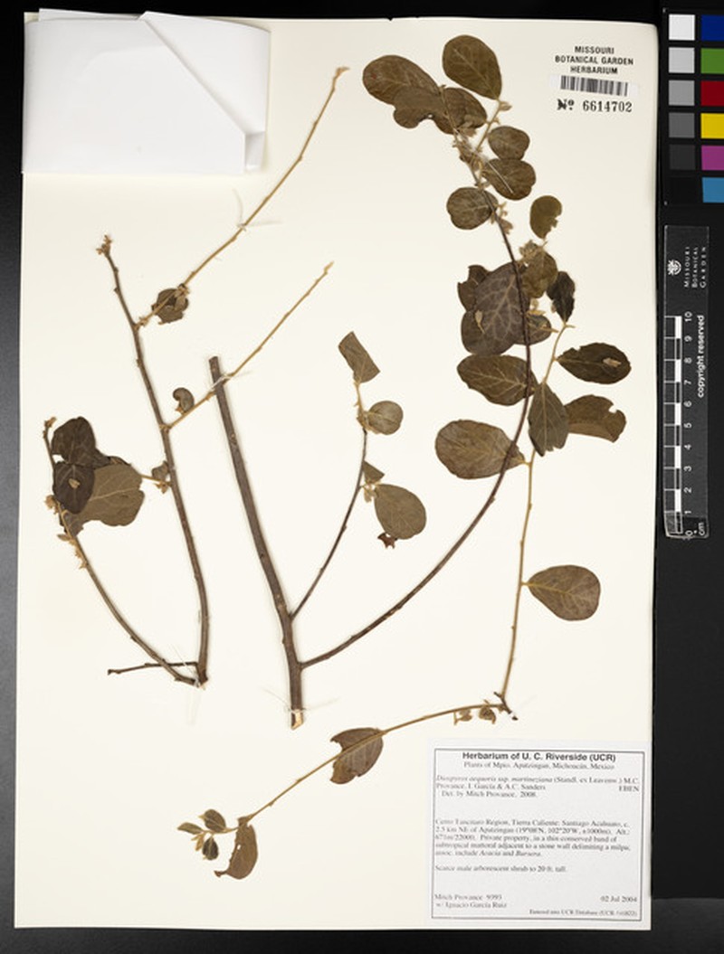 Diospyros aequoris subsp. martineziana photo 3