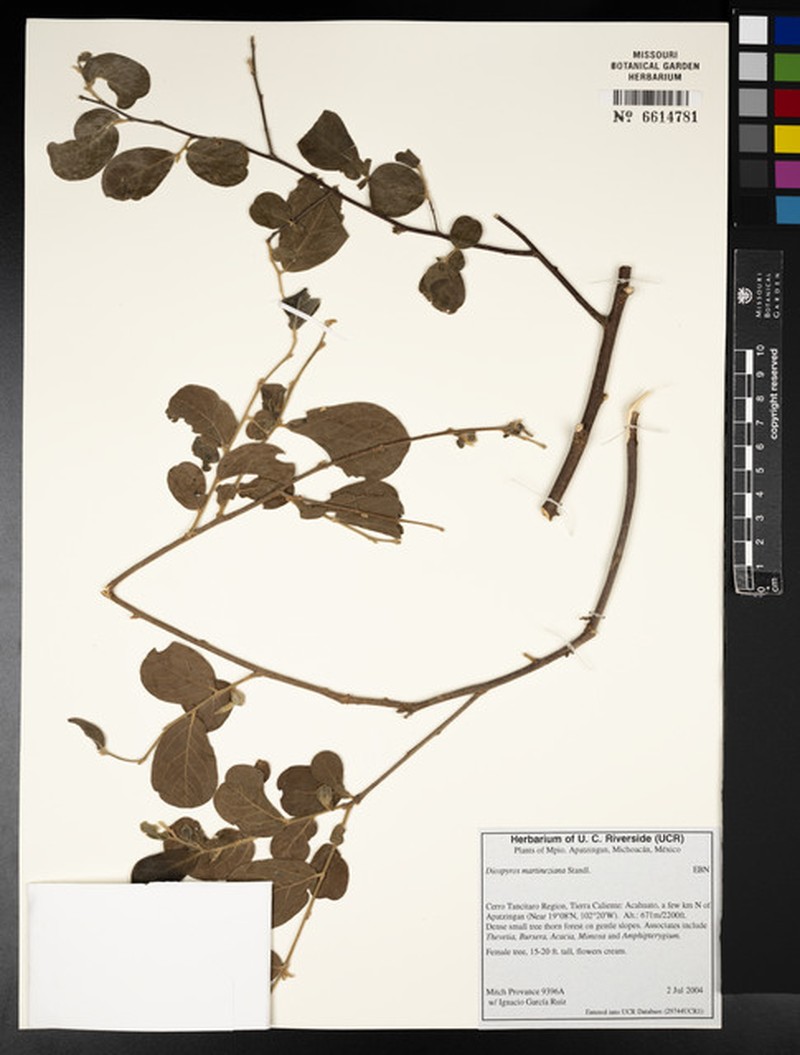Diospyros aequoris subsp. martineziana photo 4
