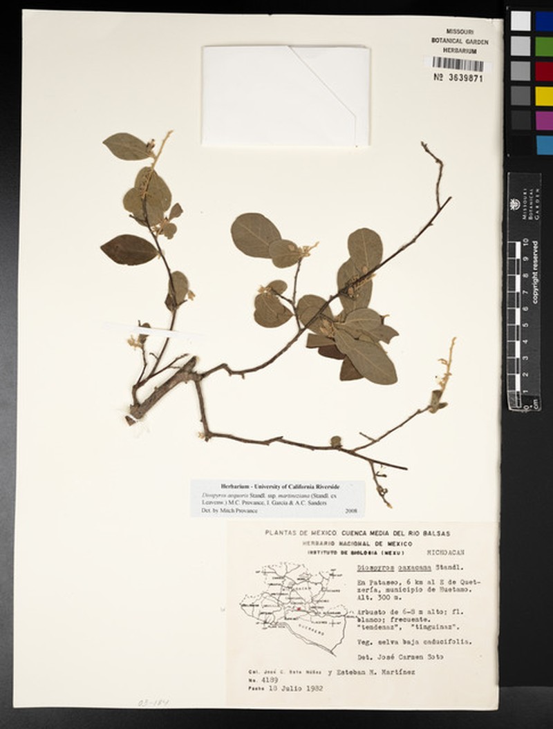 Diospyros aequoris subsp. martineziana photo 5
