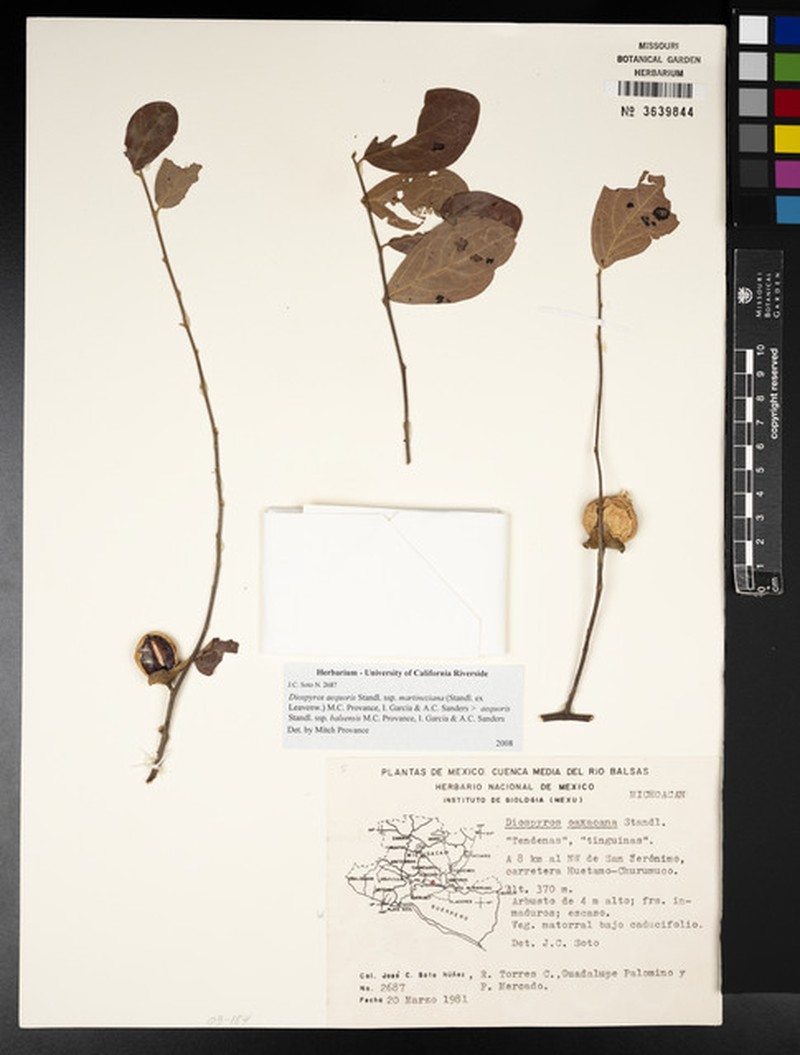 Diospyros aequoris subsp. martineziana photo 6