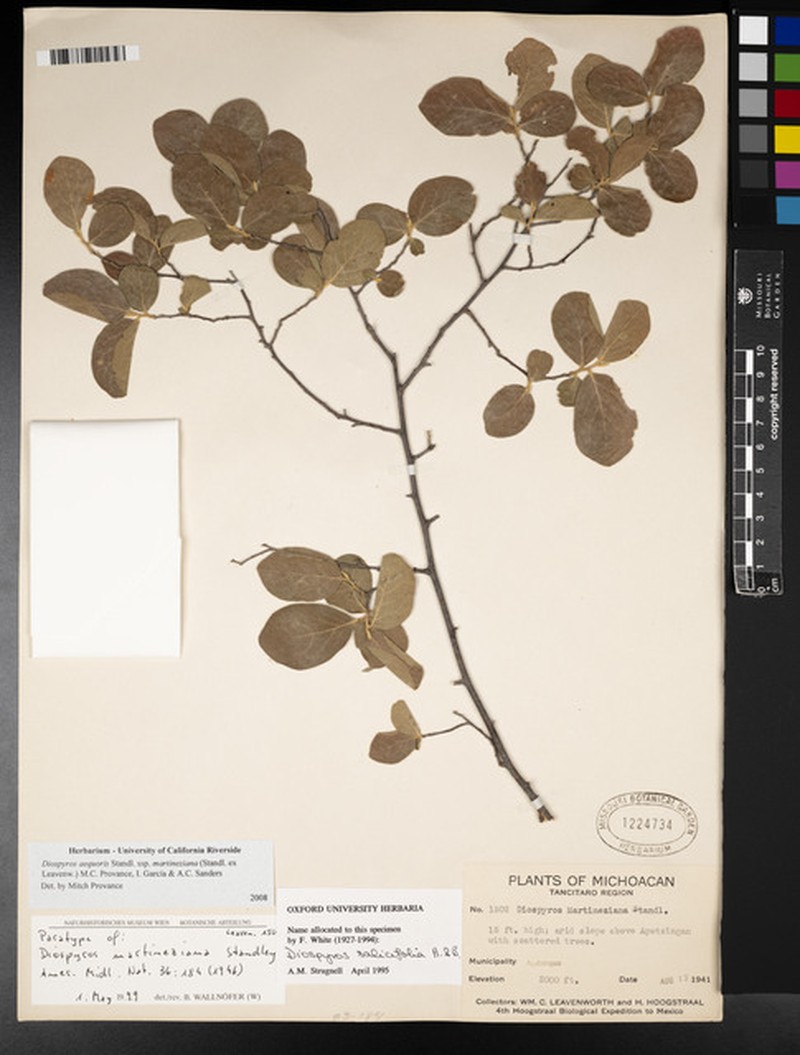 Diospyros aequoris subsp. martineziana photo 7