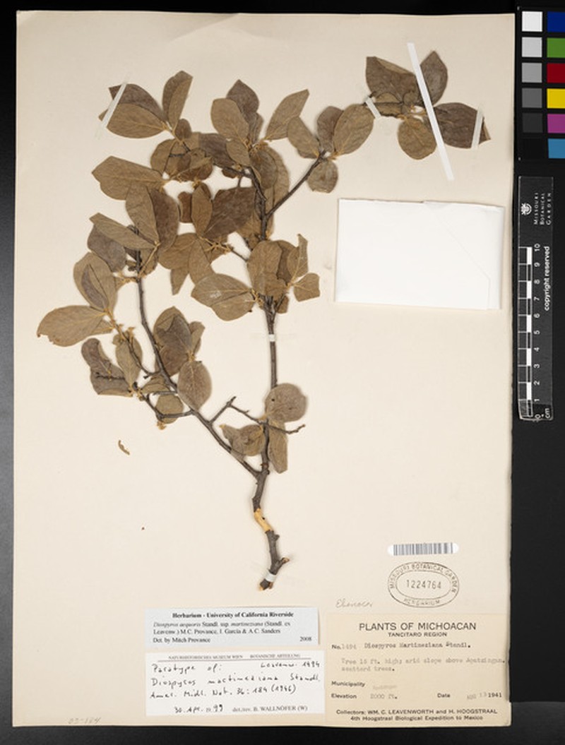 Diospyros aequoris subsp. martineziana photo 8