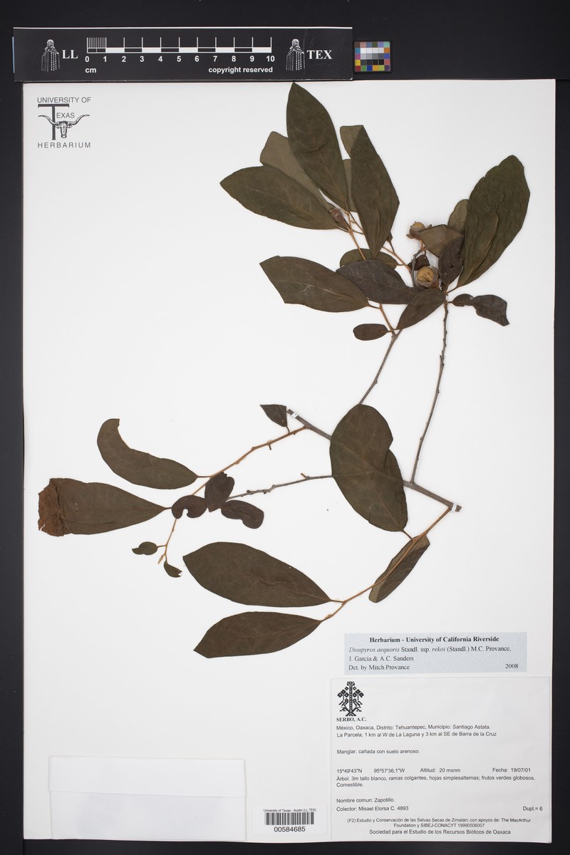 Diospyros aequoris subsp. rekoi