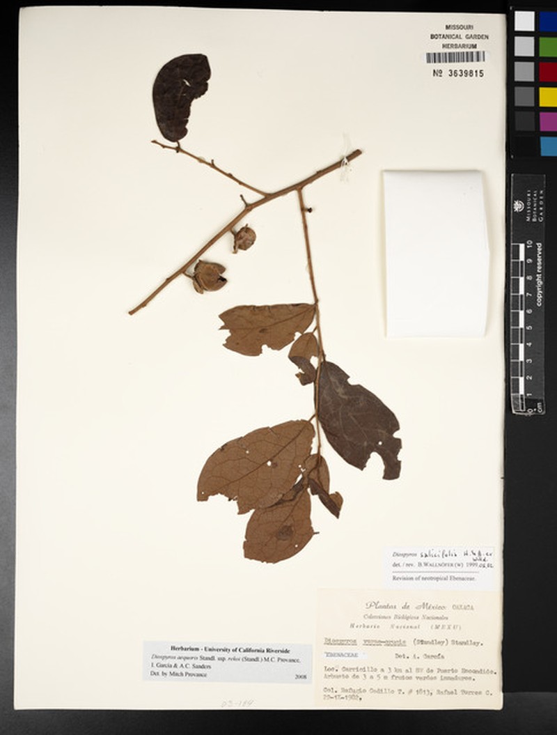 Diospyros aequoris subsp. rekoi photo 2