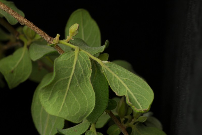 Diospyros aequoris subsp. tehuantepecensis