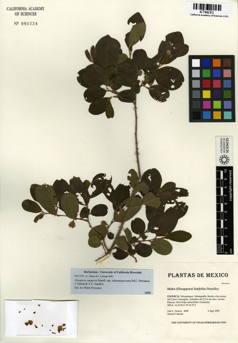 Diospyros aequoris subsp. tehuantepecensis photo 2