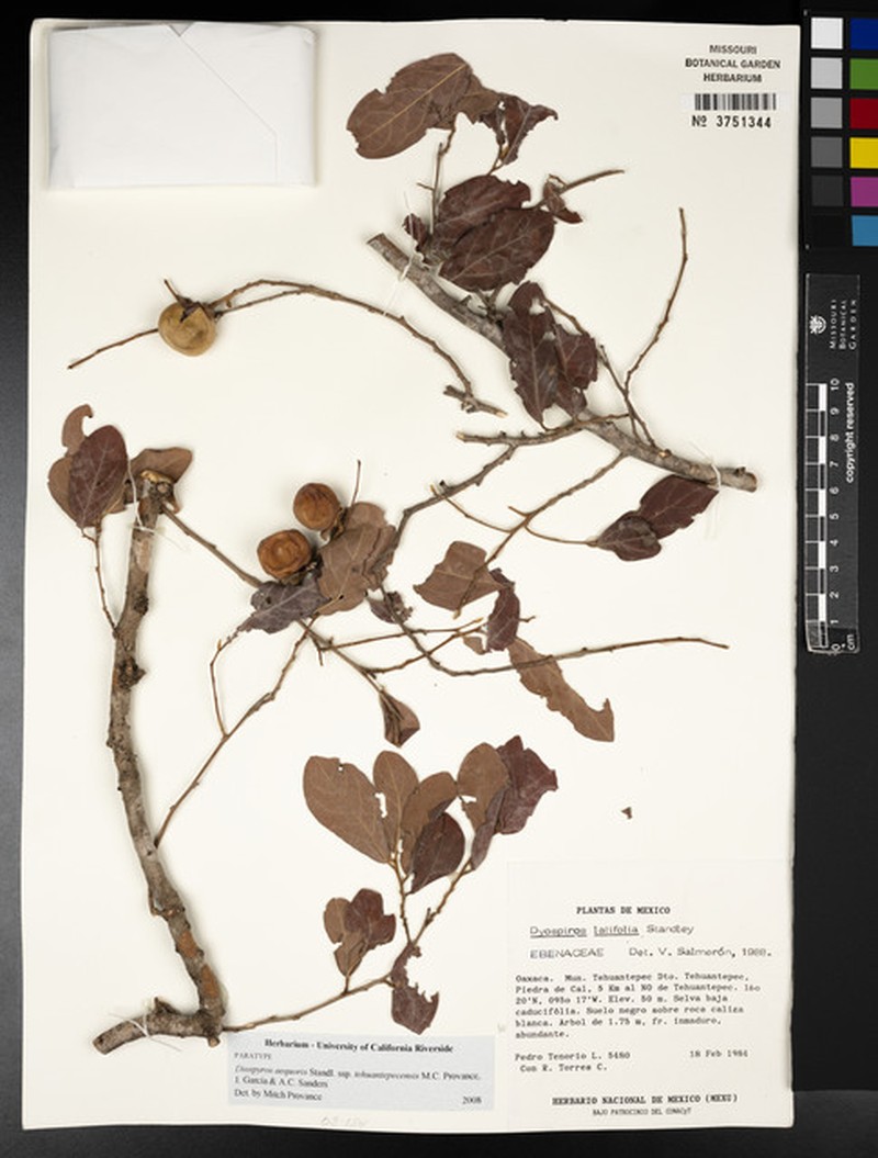 Diospyros aequoris subsp. tehuantepecensis photo 3