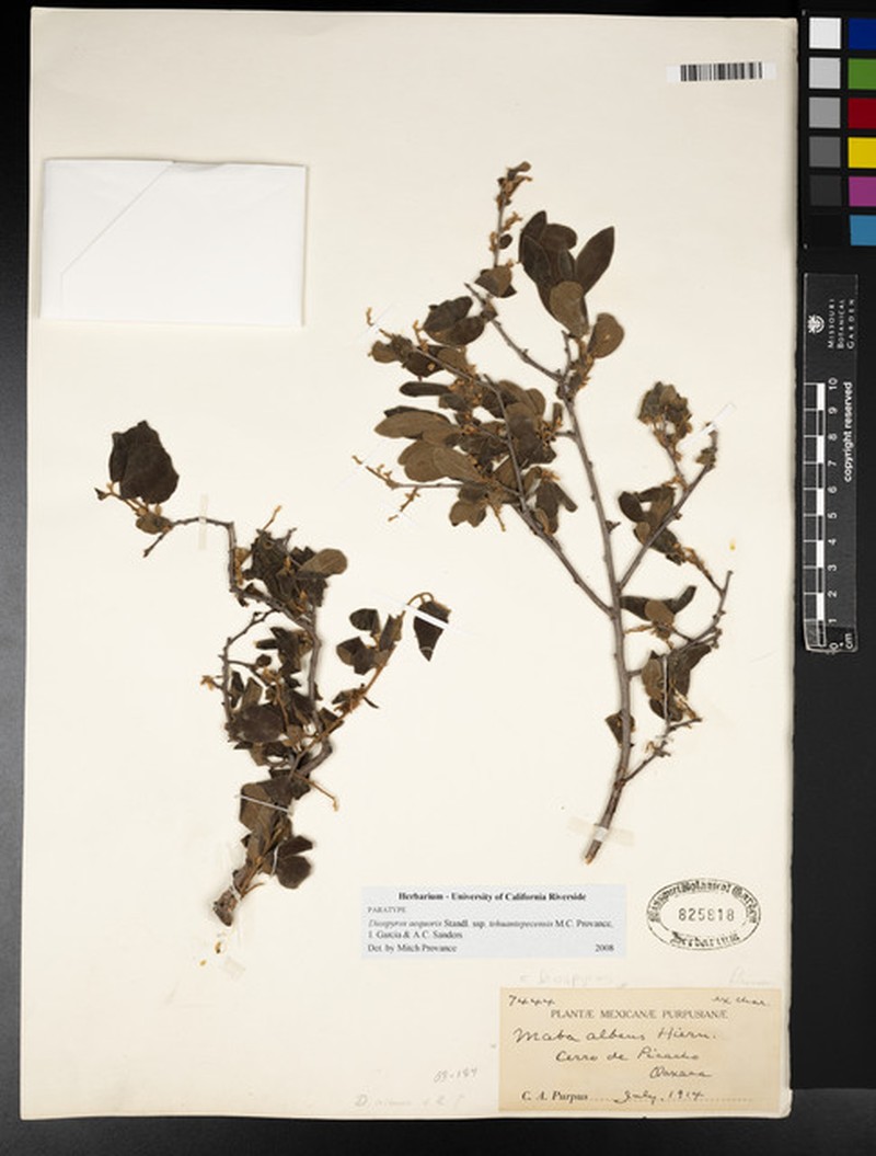 Diospyros aequoris subsp. tehuantepecensis photo 4
