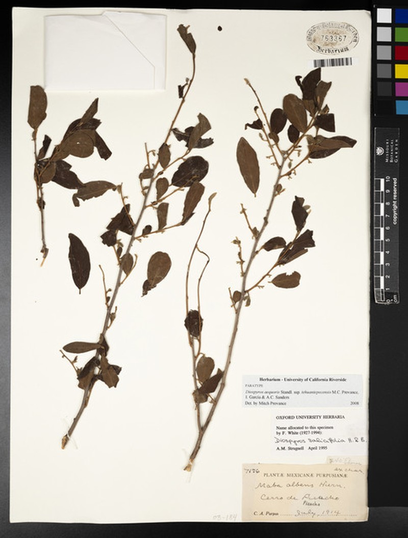 Diospyros aequoris subsp. tehuantepecensis photo 5