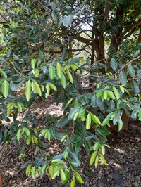 Diospyros affinis