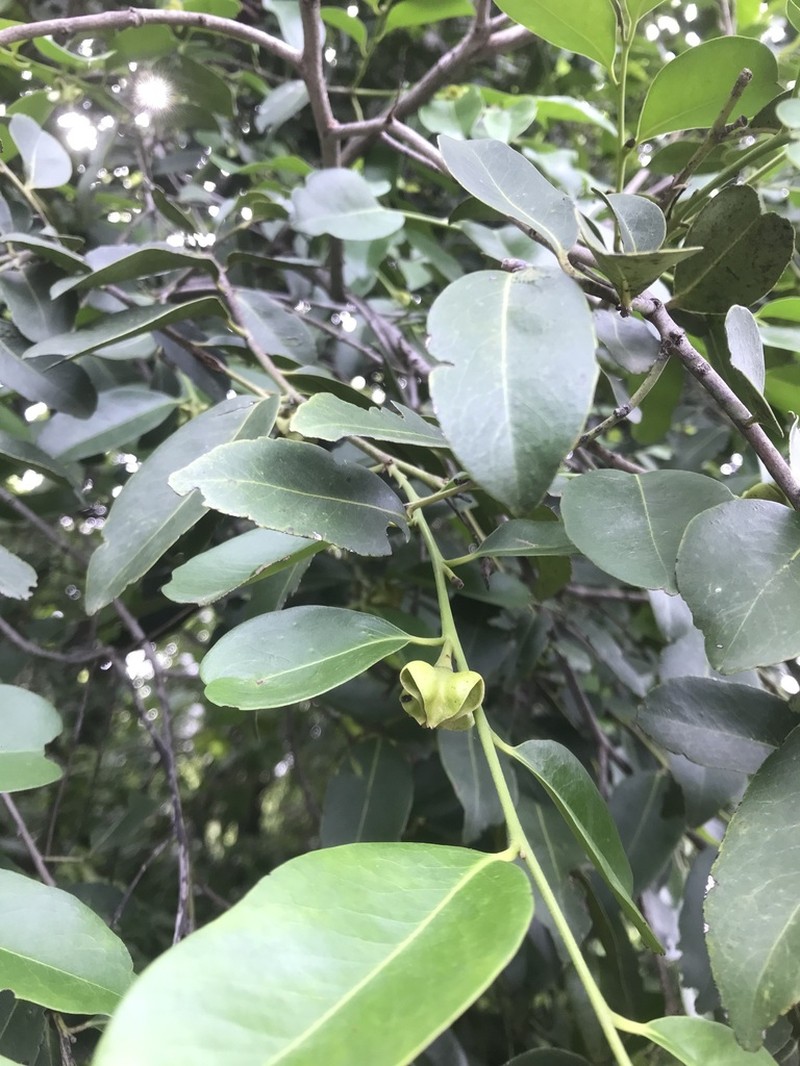 Diospyros affinis photo 2