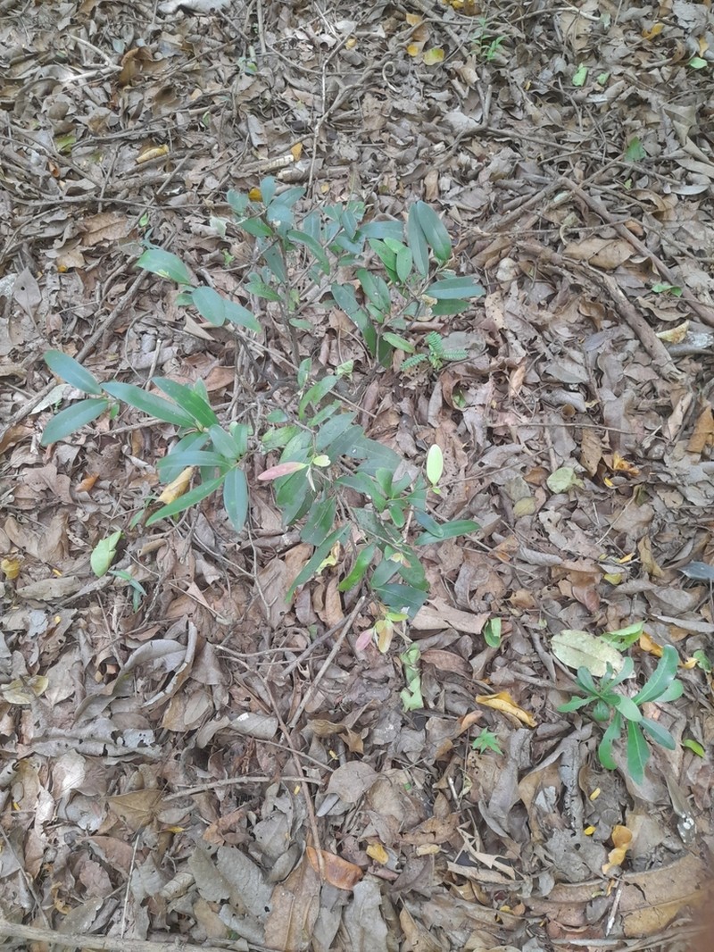 Diospyros affinis photo 3