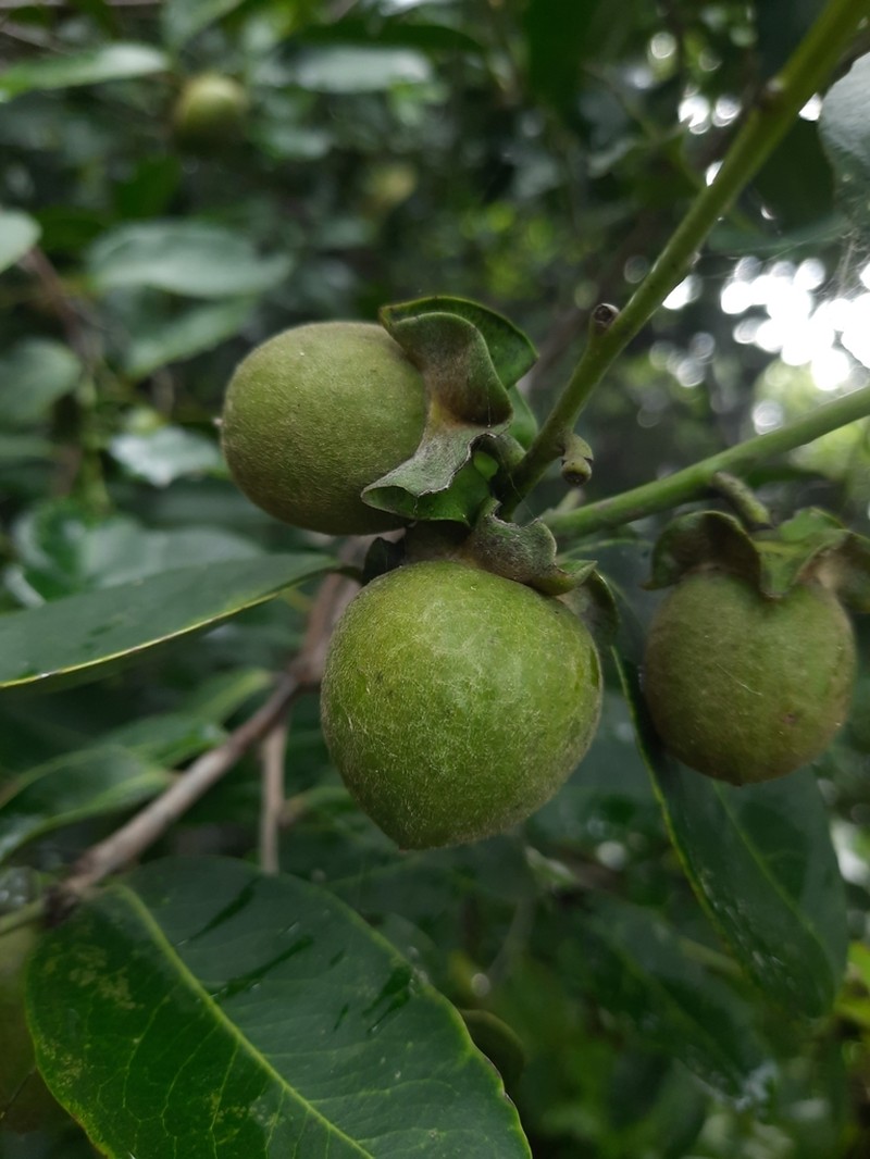 Diospyros affinis photo 4