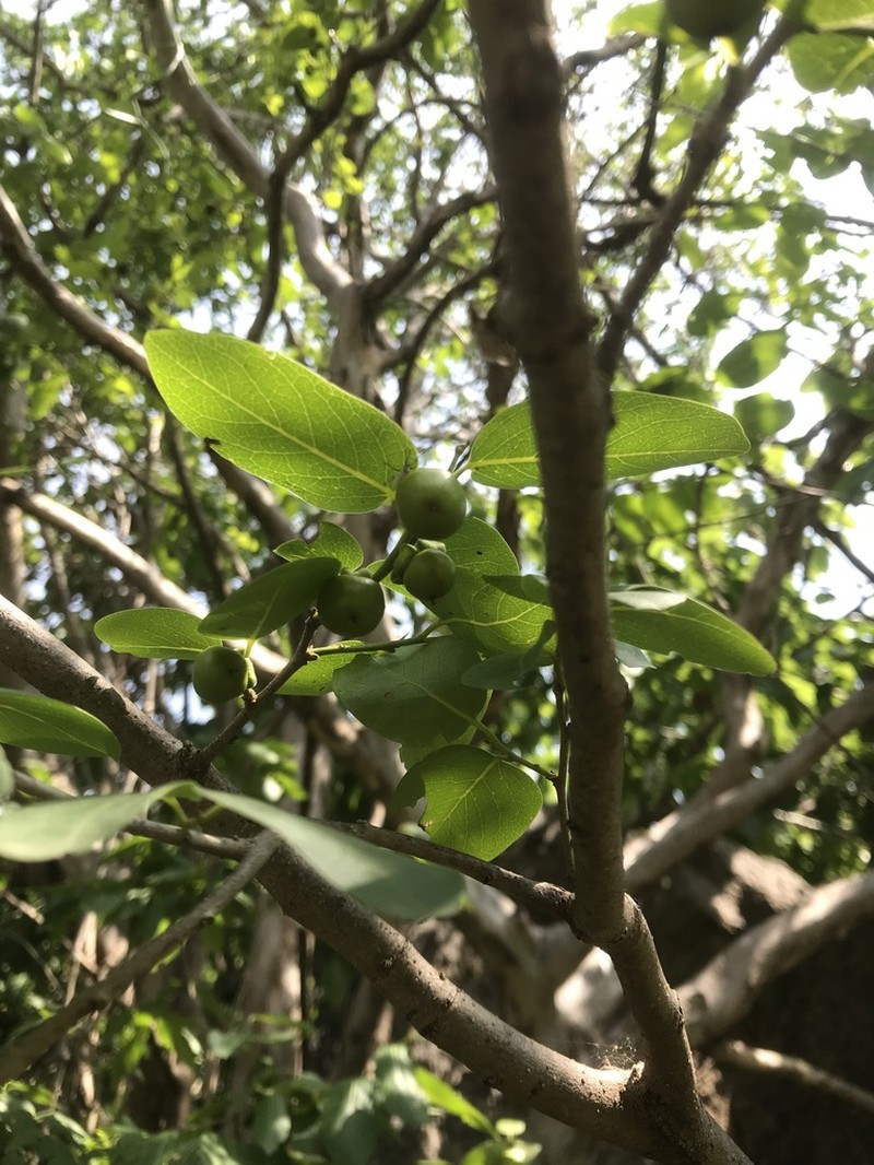 Diospyros affinis photo 5