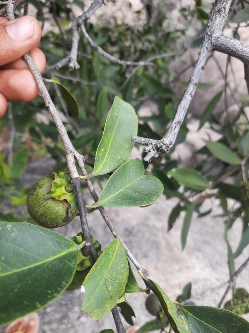 Diospyros affinis photo 6