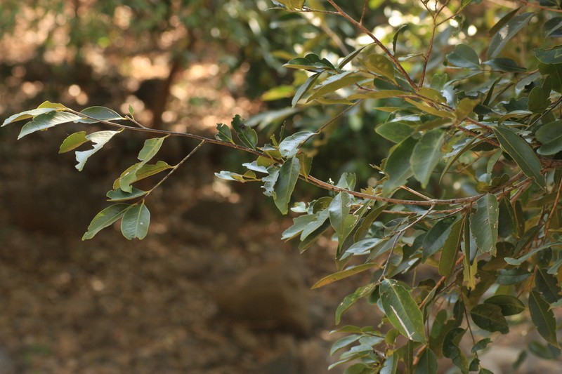Diospyros affinis photo 7