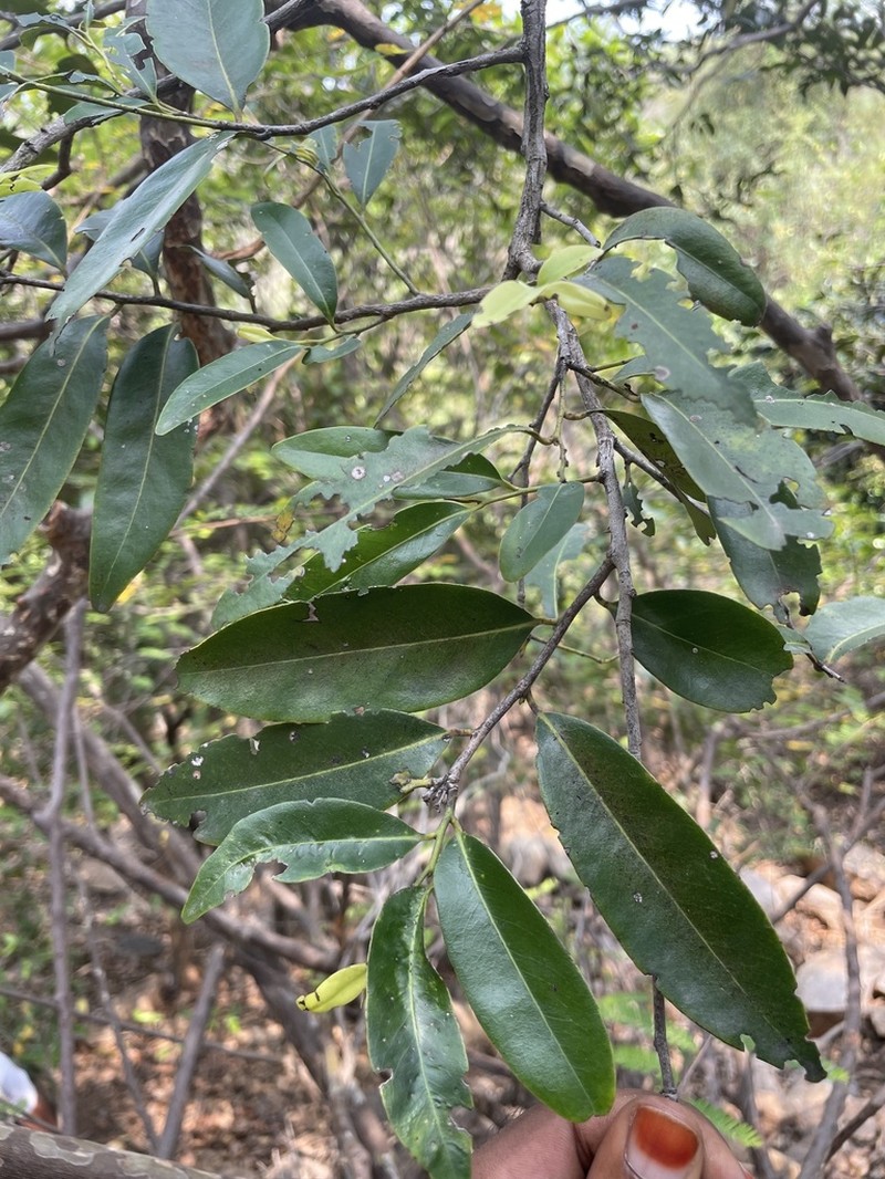 Diospyros affinis photo 8