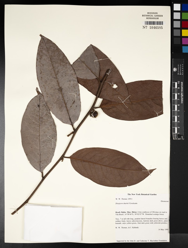 Diospyros agnitser