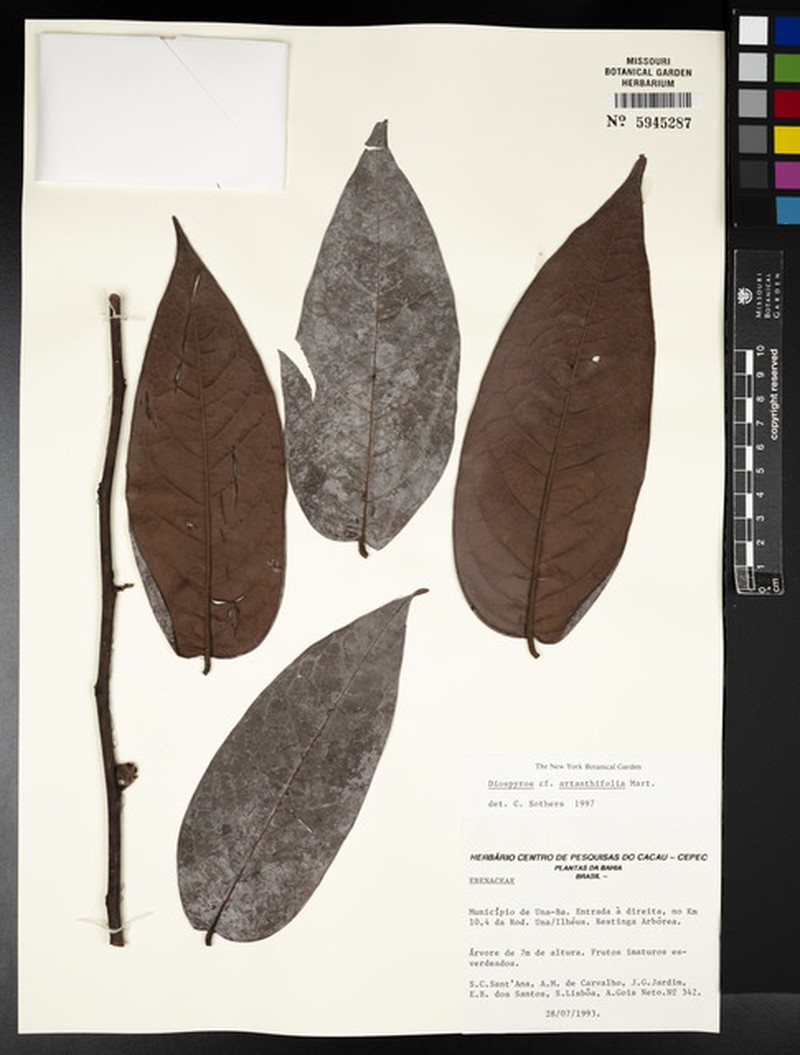 Diospyros agnitser photo 2