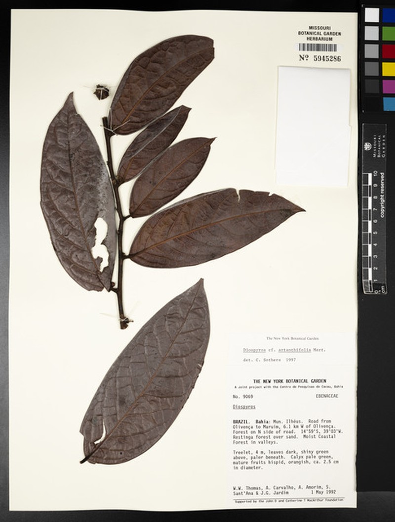 Diospyros agnitser photo 3