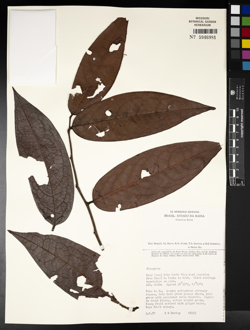 Diospyros agnitser photo 4