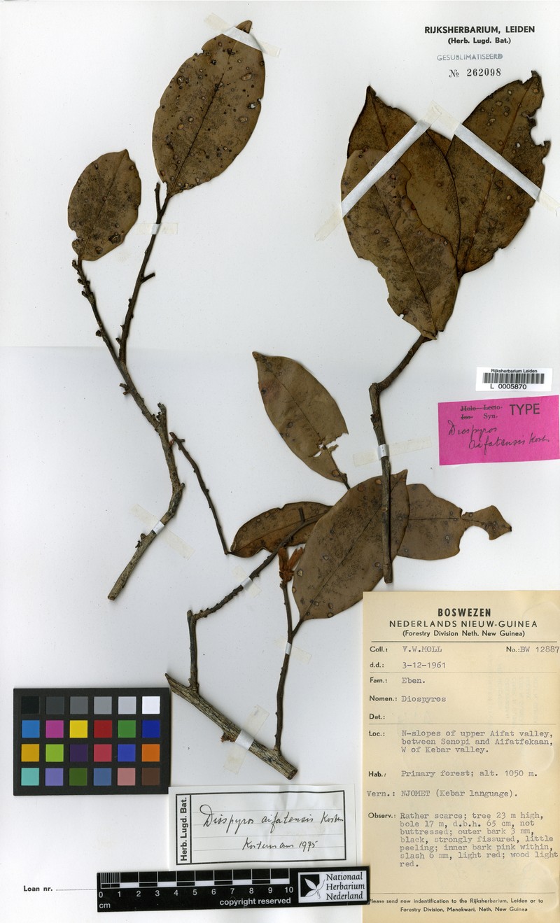 Diospyros aifatensis