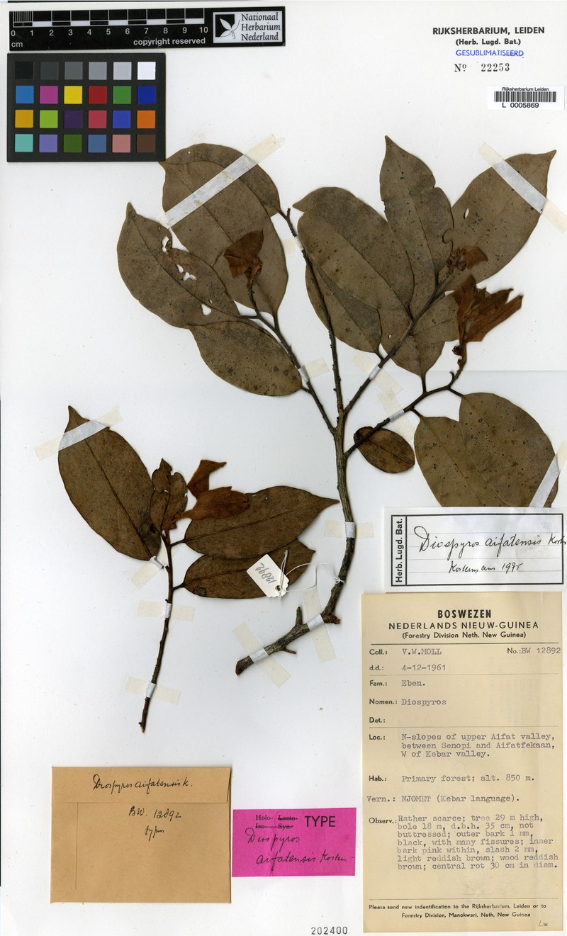 Diospyros aifatensis photo 2