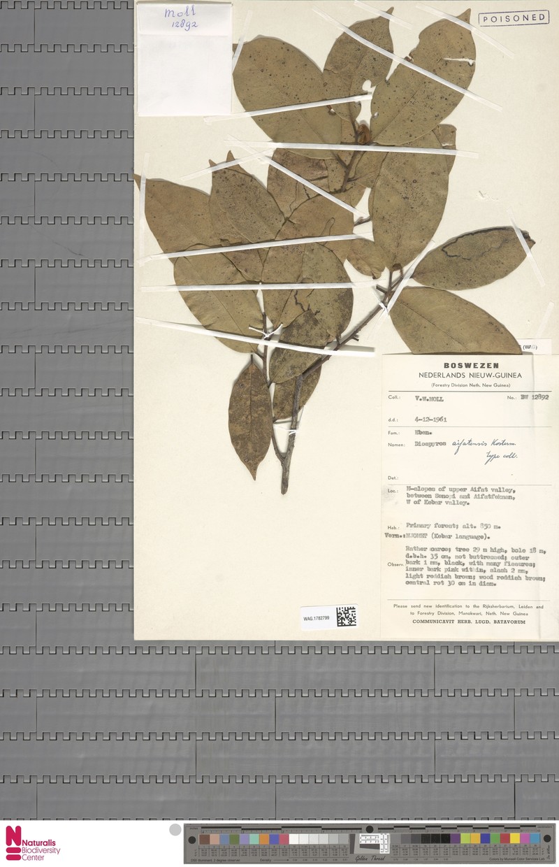 Diospyros aifatensis photo 3