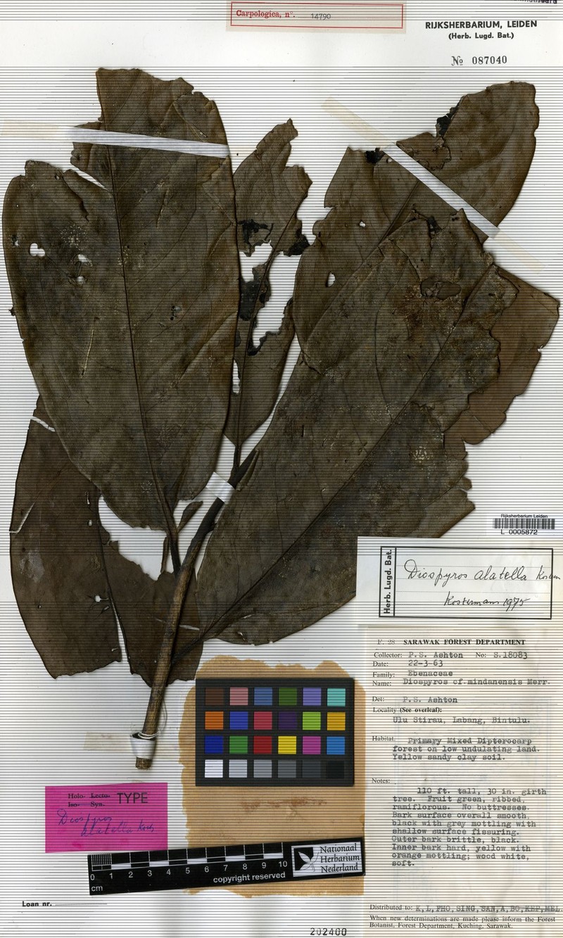 Diospyros alatella