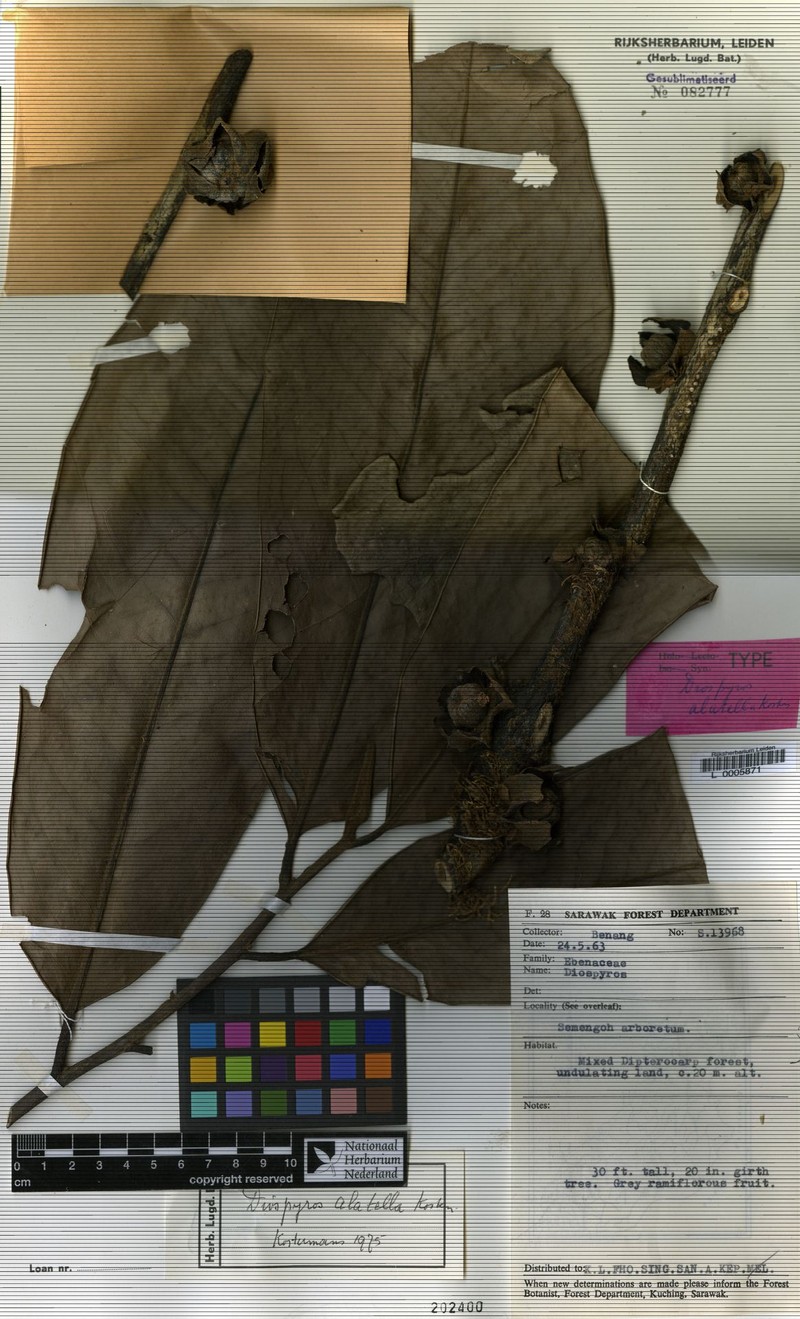 Diospyros alatella photo 2