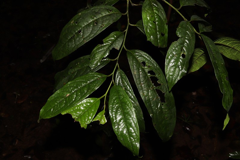 Diospyros albiflora