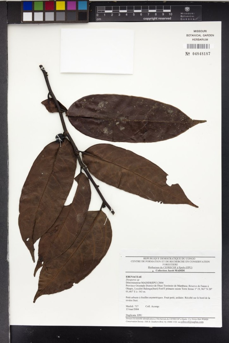 Diospyros alboflavescens