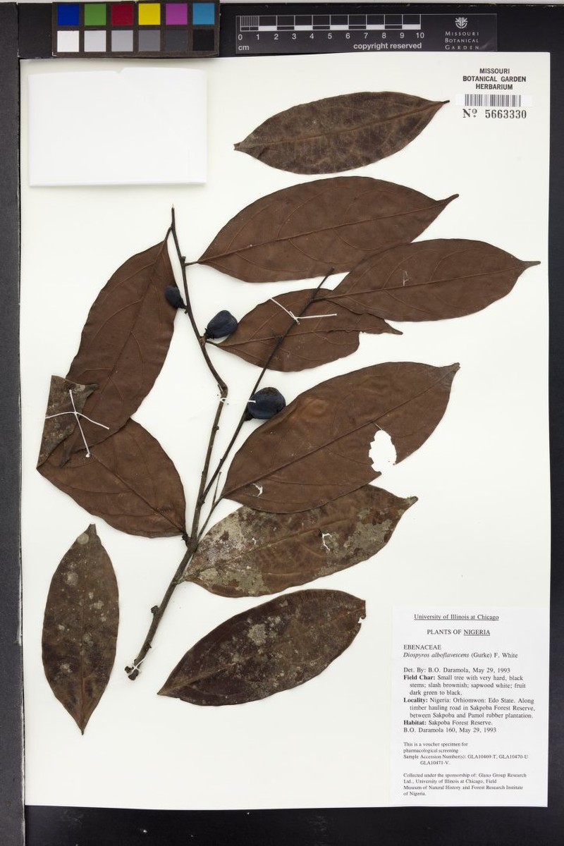 Diospyros alboflavescens photo 2