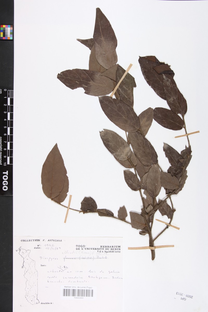 Diospyros alboflavescens photo 3