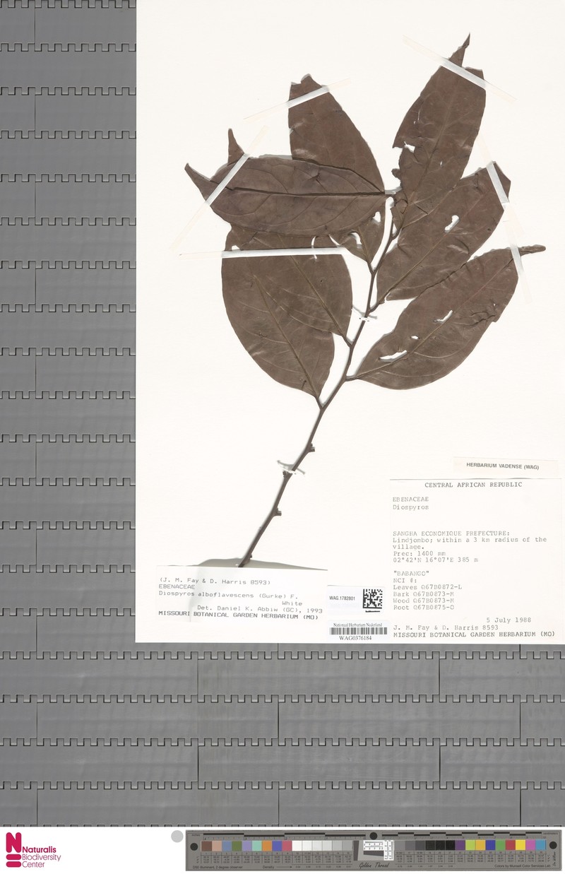 Diospyros alboflavescens photo 4