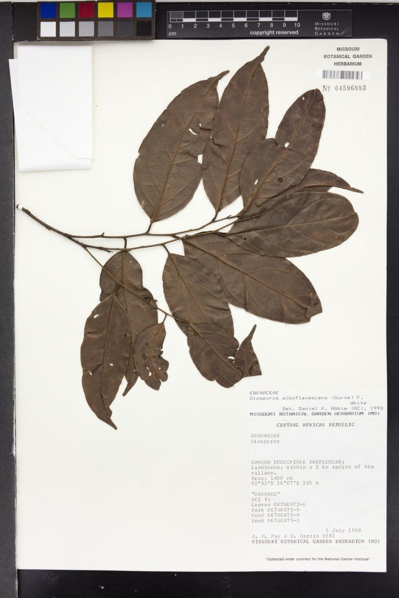 Diospyros alboflavescens photo 5