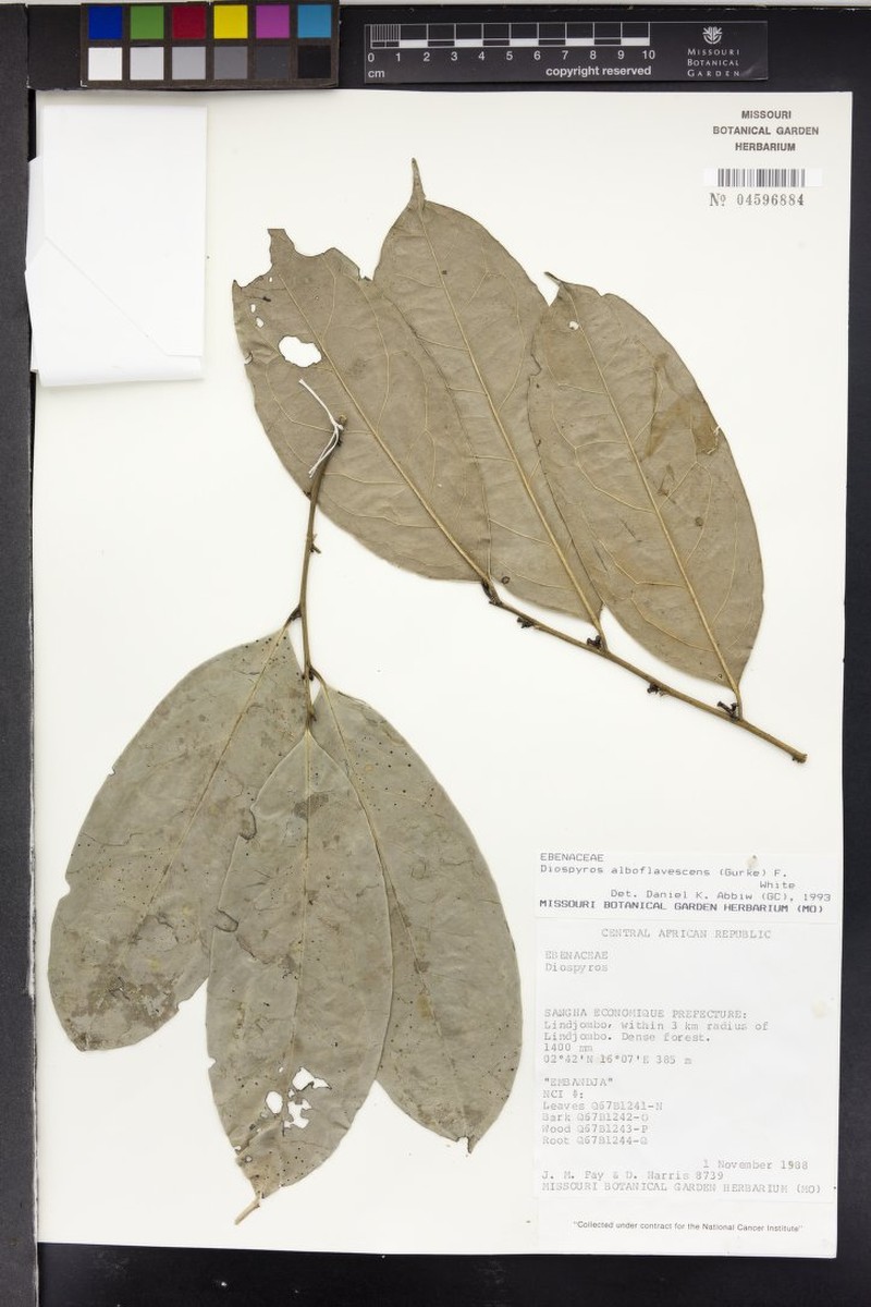 Diospyros alboflavescens photo 6