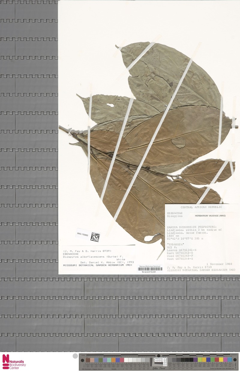 Diospyros alboflavescens photo 7