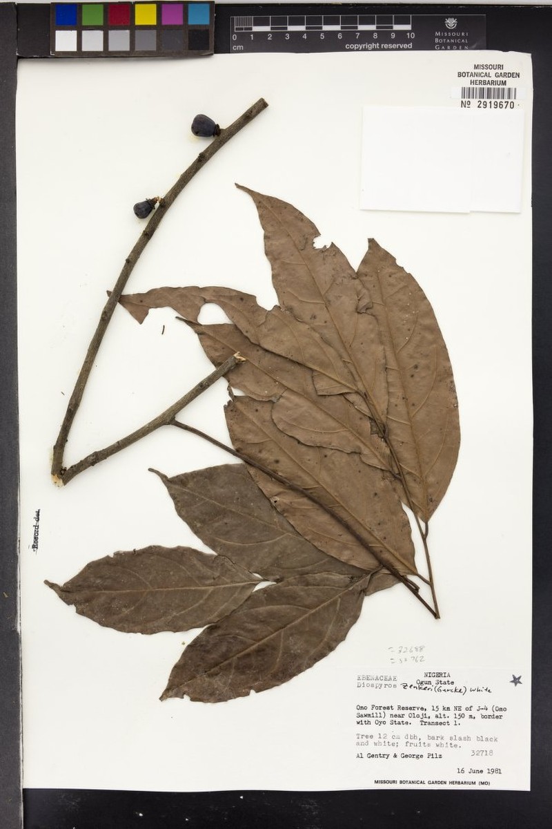 Diospyros alboflavescens photo 8