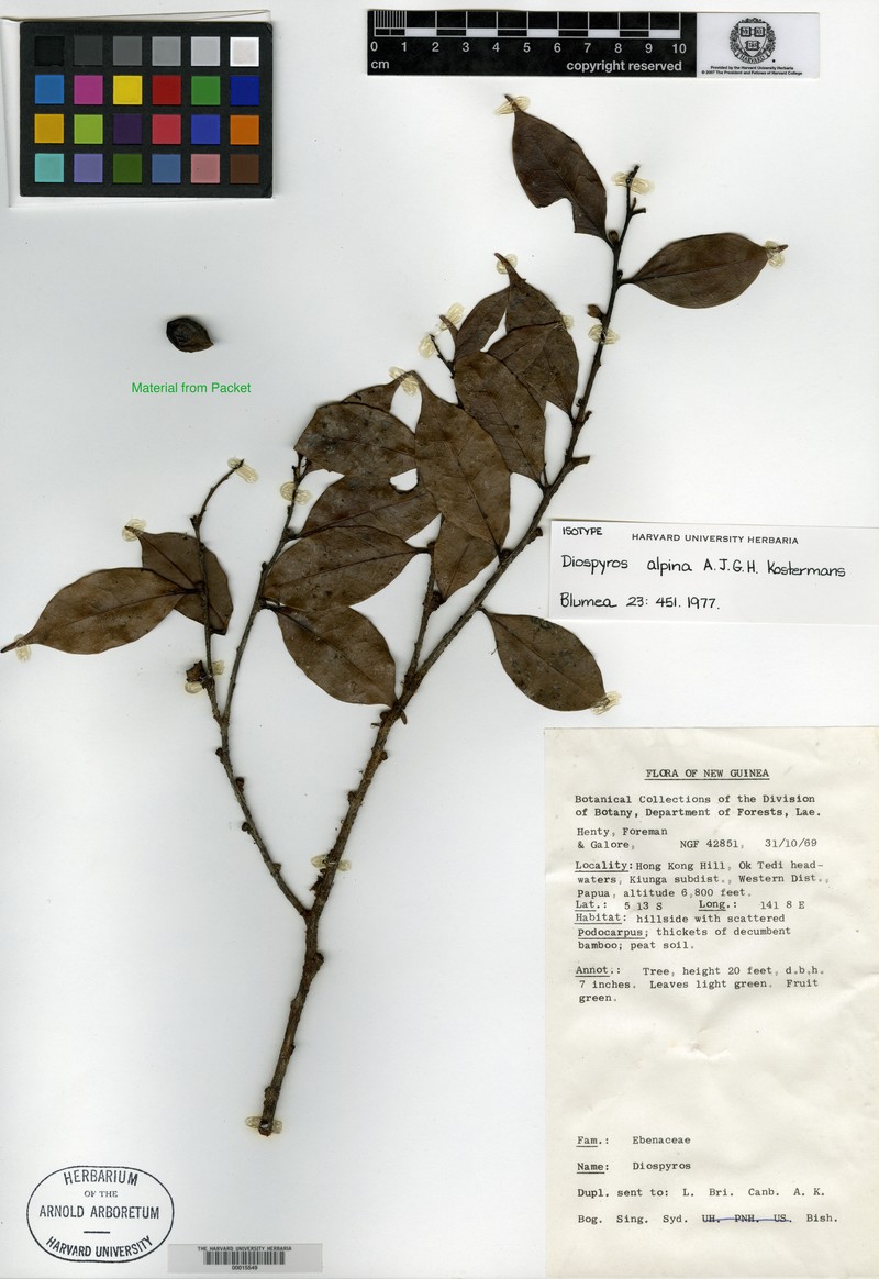 Diospyros alpina