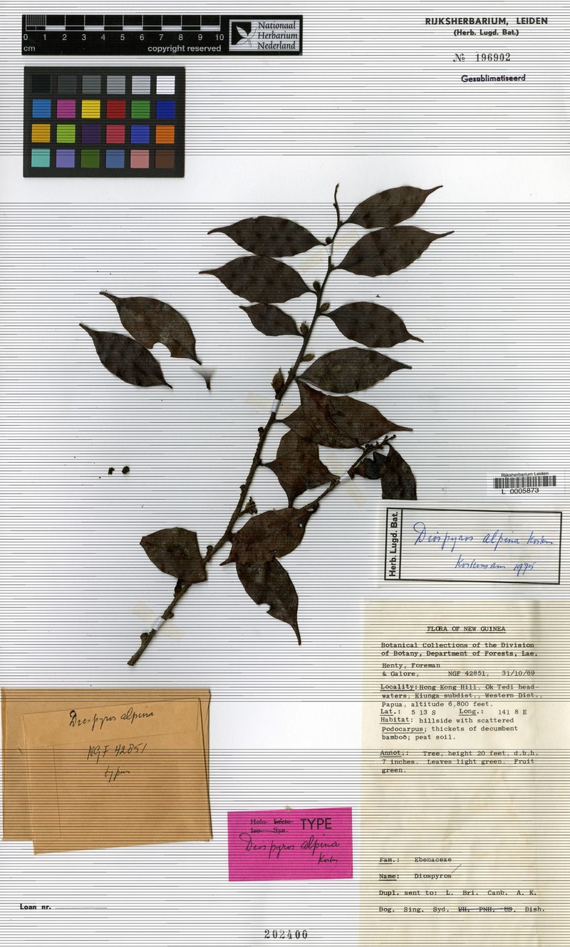 Diospyros alpina photo 2