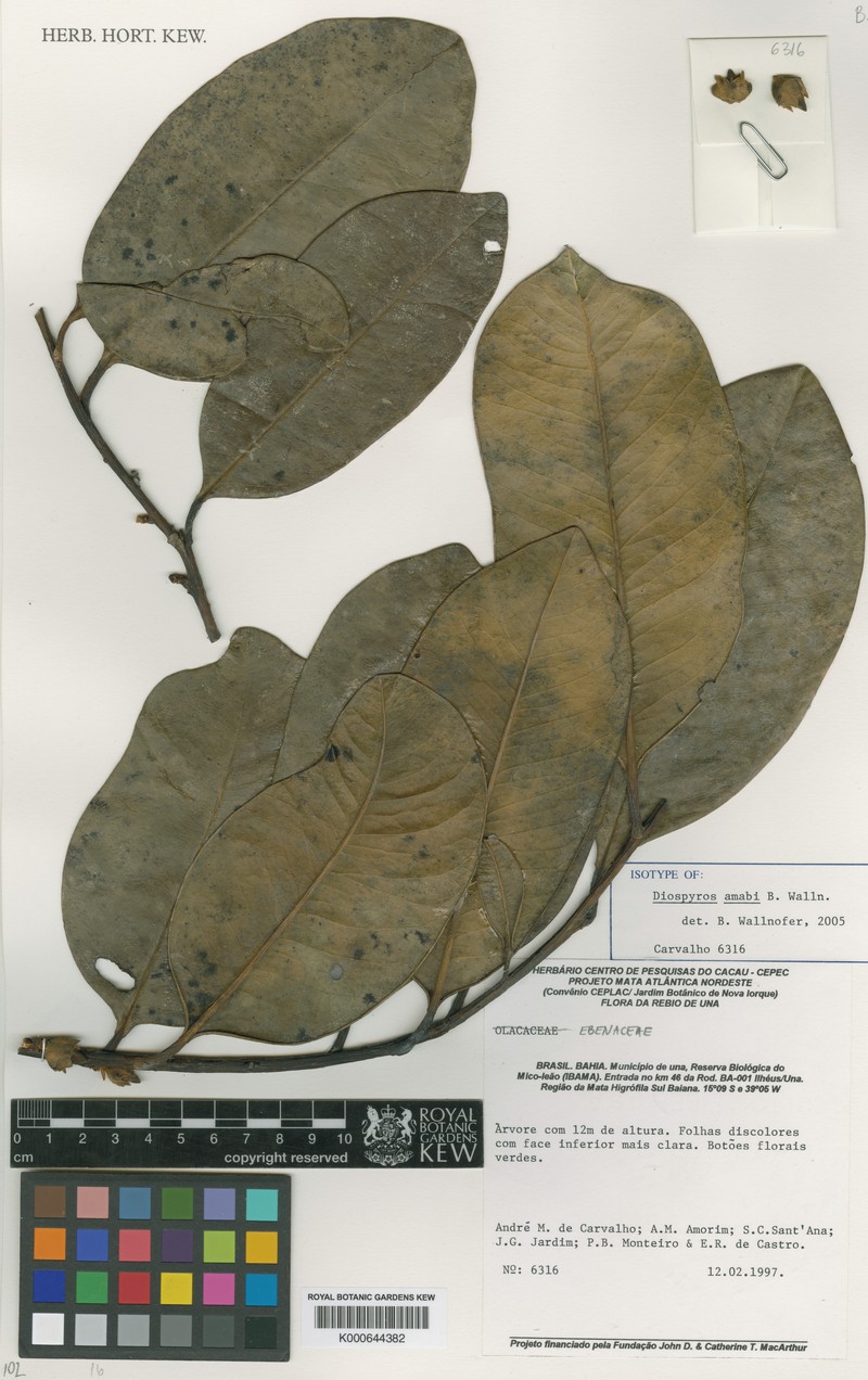 Diospyros amabi