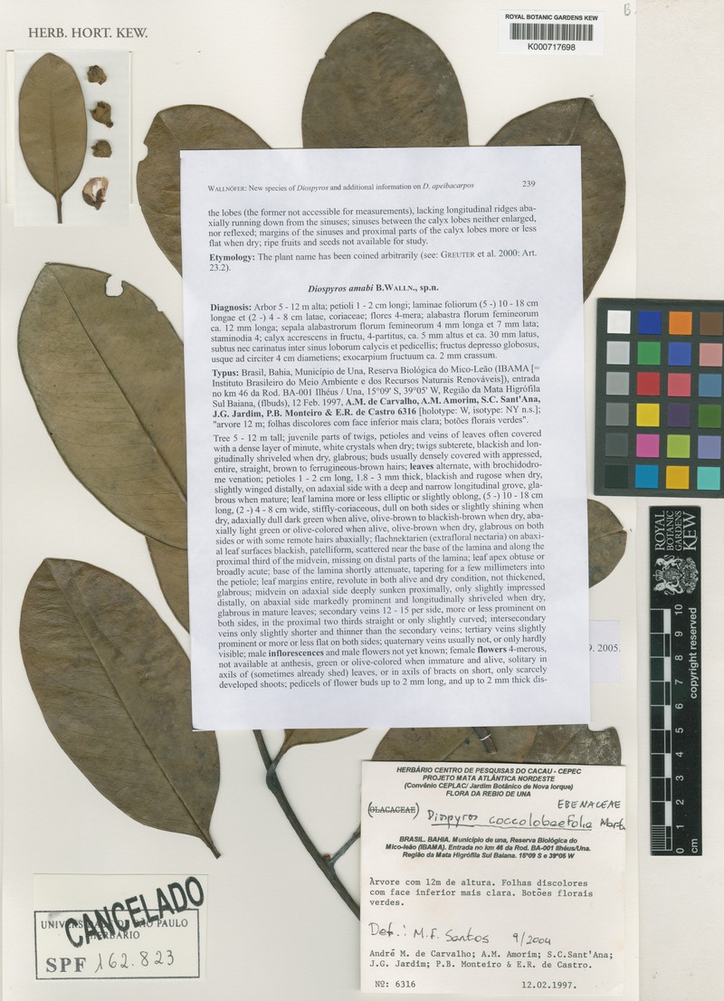 Diospyros amabi photo 2