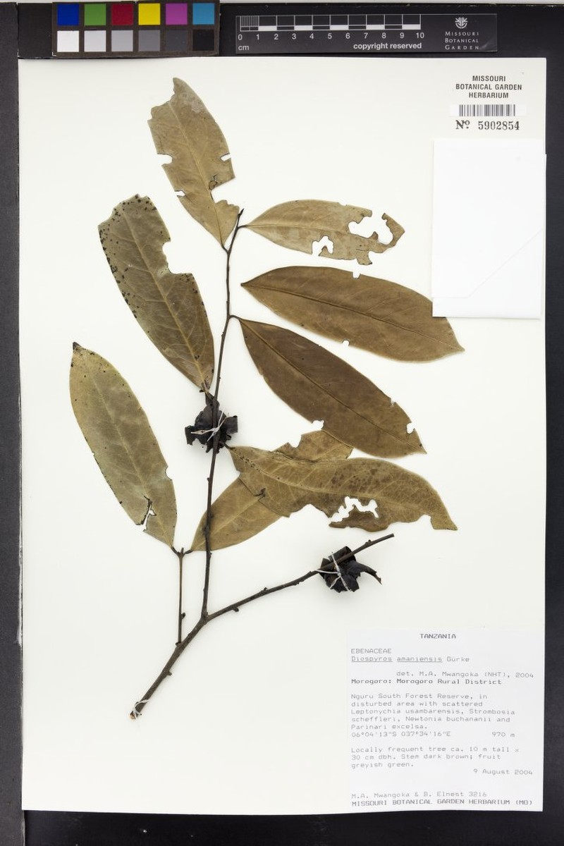 Diospyros amaniensis