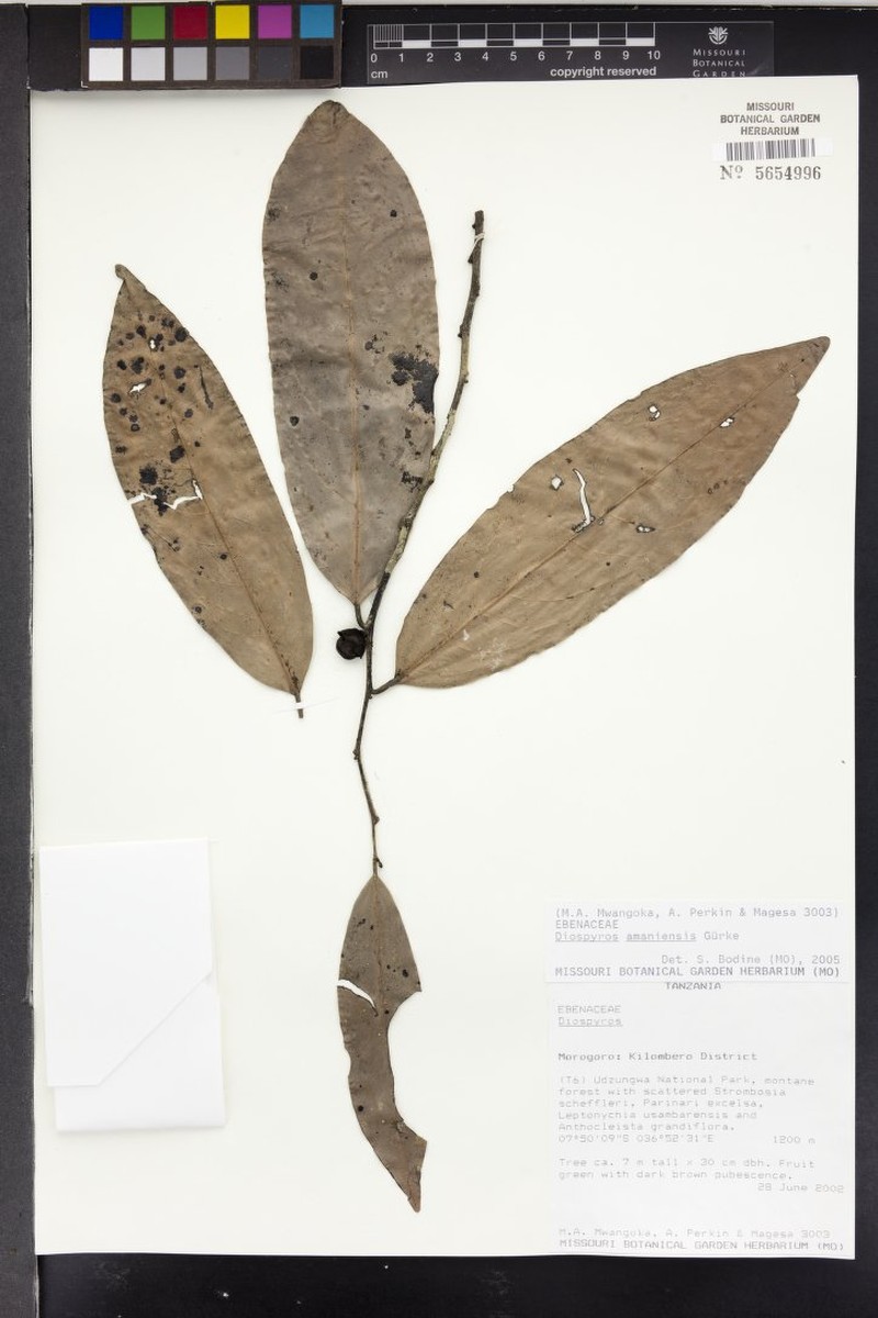 Diospyros amaniensis photo 2