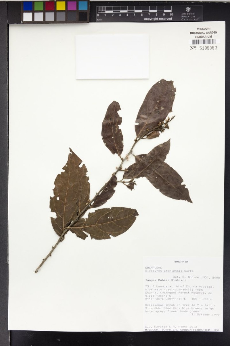 Diospyros amaniensis photo 3